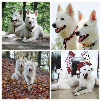 1. Fotochallenge Collagen - 4 Jahreszeiten-Beitrag-Bild