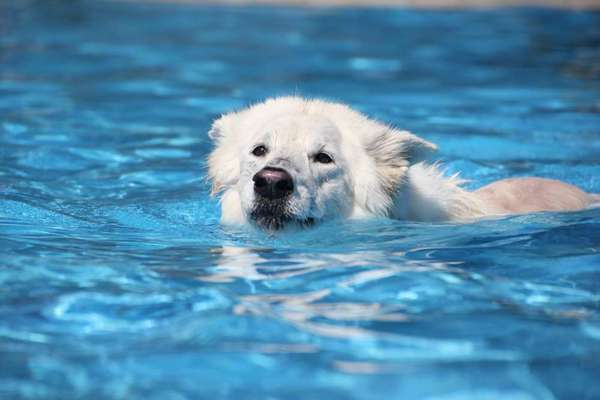 Fotowettbewerb: Wasserratte-Beitrag-Bild