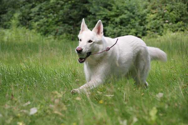 43. Fotochallenge-Zeigt mir eure Ball oder Frisbee verrueckten Hunde-Beitrag-Bild