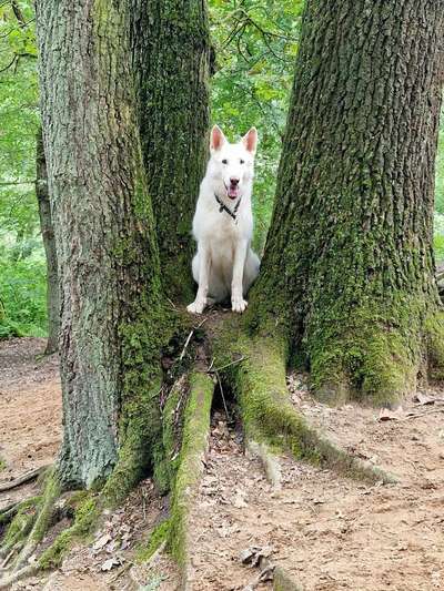 Dogorama Photo Challenge - Mein Holz und ich-Beitrag-Bild