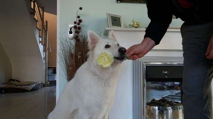 Dogorama Photo Challenge - Be my valentine-Beitrag-Bild