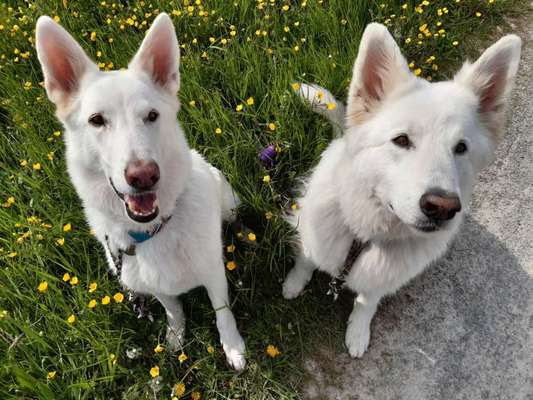 Mehrhundehaltung oder Einzelhund?-Beitrag-Bild