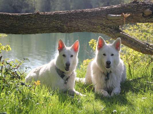 Weißer Schweizer Schäferhund-Beitrag-Bild