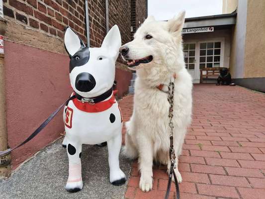 Dogorama Photo Challenge - Dein Hund mit Statuen/Figuren-Beitrag-Bild