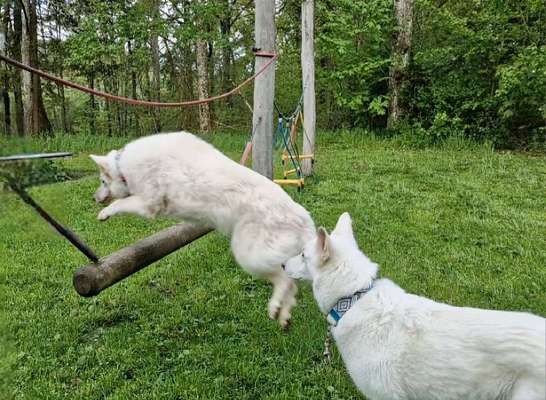 61. Handyfotochallenge - der springende Hund-Beitrag-Bild