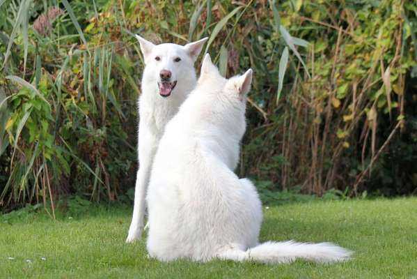 Bester Freund, Hundekumpel - zeigt her!-Beitrag-Bild