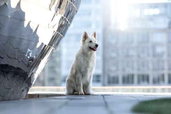 84. Foto-Challenge: In Szene gesetzt - dein Hund im Rampenlicht-Beitrag-Bild