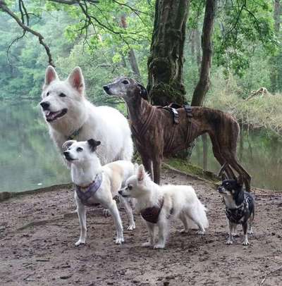 Kein Hundekontakt?-Beitrag-Bild