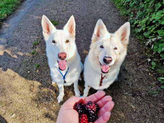 147. Foto Challenge: Bettelblick-Beitrag-Bild