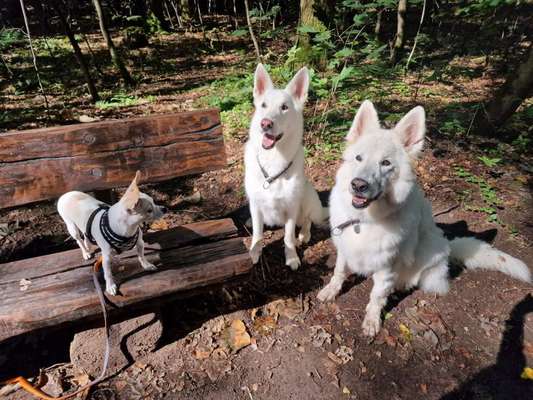 155. FotoChallange * David und Goliath *-Beitrag-Bild