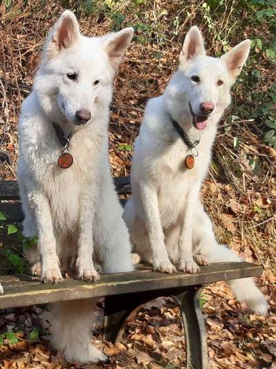 BIG LOVE :) mit 2 Hunden❣️-Beitrag-Bild