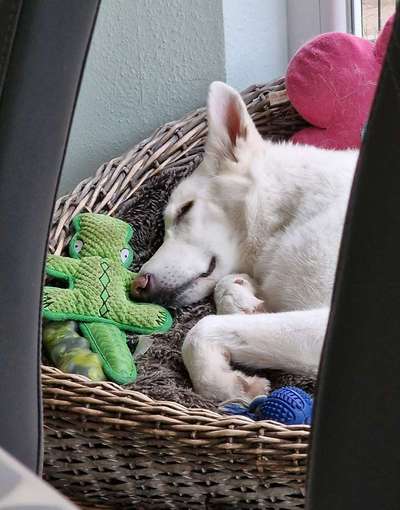 32. Handy Fotochallenge - Dein Hund im Land der Träume-Beitrag-Bild