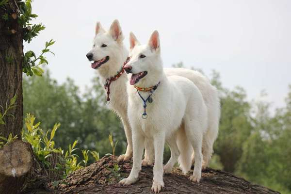 Schäferhund-Beitrag-Bild