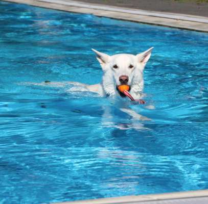 Fotowettbewerb: Wasserratte-Beitrag-Bild