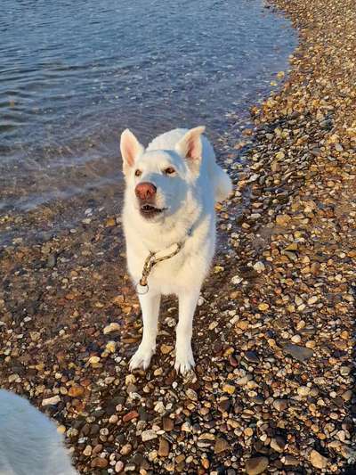 Zeige den lustigsten Blick deines Hundes-Beitrag-Bild
