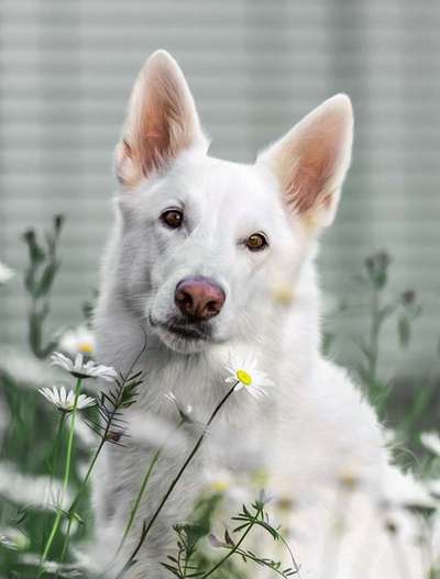 Dogorama Photo Challenge - Portrait-Beitrag-Bild