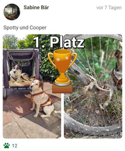 33. Collagen Challenge - Dein Hund und ein Fahrrad-Beitrag-Bild