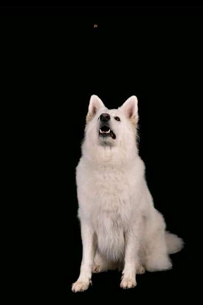 Fotochallenge 110: Lustige und schöne Schnappfotos-Beitrag-Bild