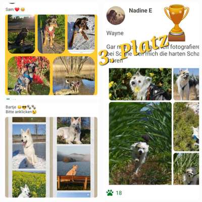 52. Collagenchallenge: Dein Hund im Sonnenschein-Beitrag-Bild