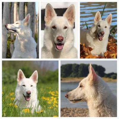 Hunde Porträt (Portrait) Galerie....-Beitrag-Bild