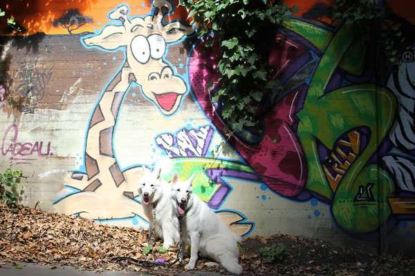 Fotochallenge Nr 96.: Bunt, Bunter, Hund 💐🌹🍁-Beitrag-Bild