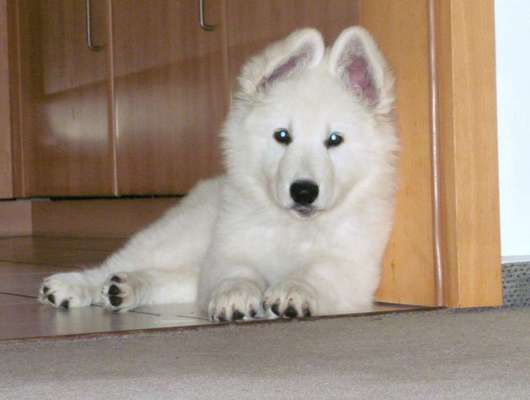 Welpen Bilder !-Beitrag-Bild