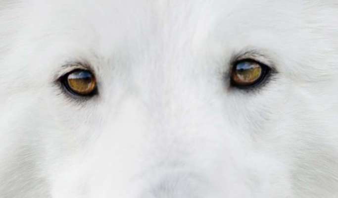 Die Augen Deines Hundes-Beitrag-Bild