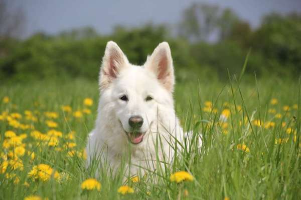 Dogorama Photo Challenge - Details Ganz nah-Beitrag-Bild