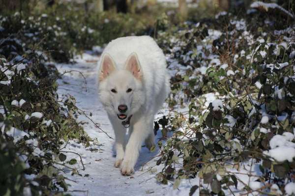 Fotochallenge 61 ~ Schnee-Beitrag-Bild