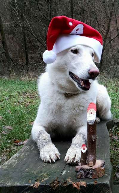 Dogorama Photo Challenge - Nikolaus-Beitrag-Bild