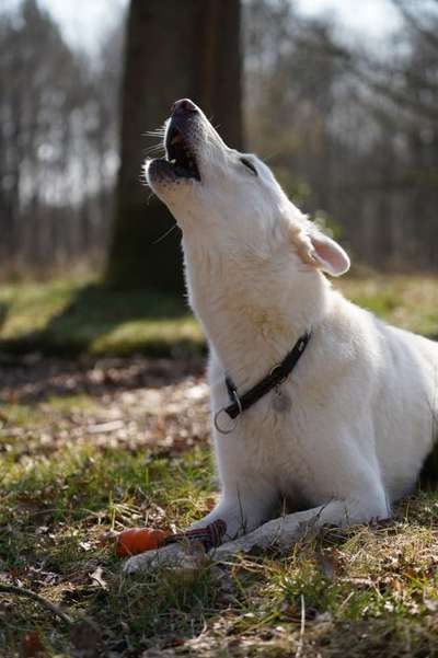 Foto Challenge Nr. 79-Beitrag-Bild