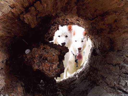 Dogorama Photo Challenge - Durchblick-Beitrag-Bild