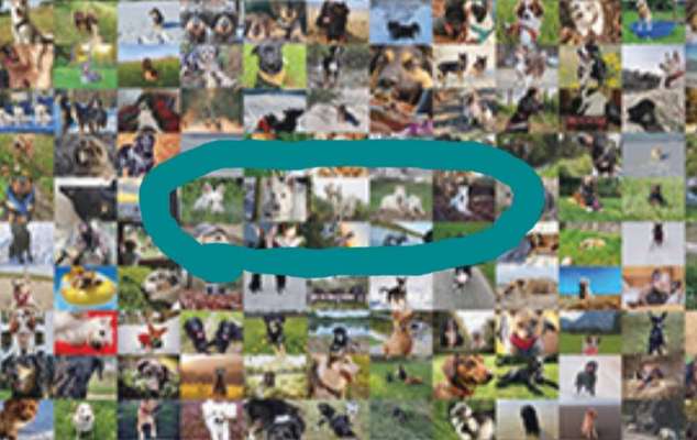 Zeig deinen Hund in der Kalender-Collage-Beitrag-Bild