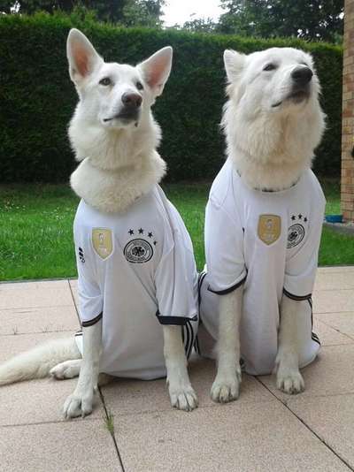 Fotochallange nr. 106
Der geschmückte Hund.-Beitrag-Bild