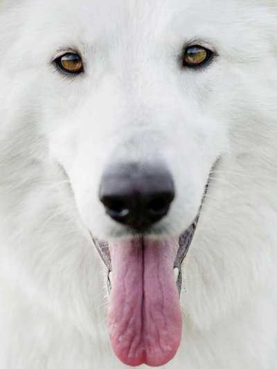 Fotochallenge Nr. 59 - Mein Hund zeigt die Zunge-Beitrag-Bild