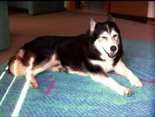 Kein Hundekontakt?-Beitrag-Bild