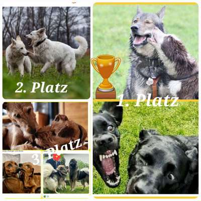 Fotowettbewerb : Hundekommunikation-Beitrag-Bild