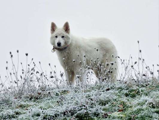 Dogorama Photo Challenge - Winterstimmung-Beitrag-Bild