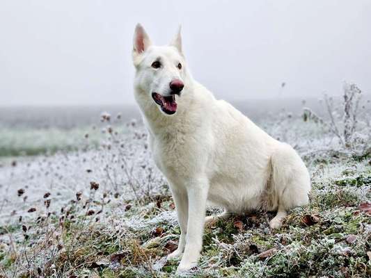 Foto Challenge Nr.: 114
Hunde im Schnee-Beitrag-Bild