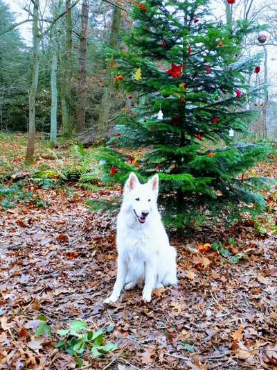 Dogorama Photo Challenge - Weihnachtsbaum-Beitrag-Bild