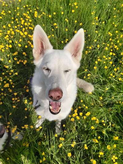 Dogorama Photo Challenge - lustigste Grimasse-Beitrag-Bild