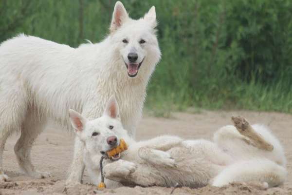 Dogorama Photo Challenge - Zeigt her eure Bäuche-Beitrag-Bild