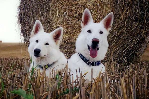 Mehrere Hunde zuhause !-Beitrag-Bild