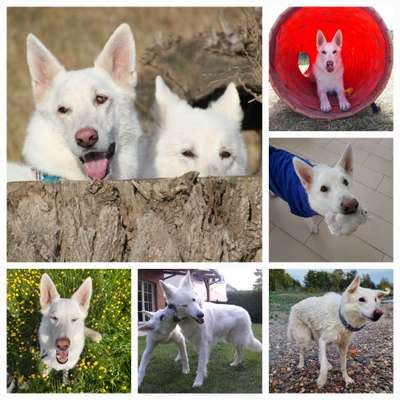 20. Collagen Challenge - "Lustige Schnappschüsse"-Beitrag-Bild