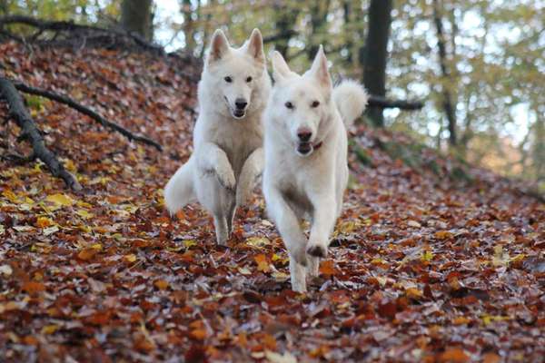 Fotochallenge 66 ~ Rennaction -Zeig deinen Hund im Lauf-Beitrag-Bild