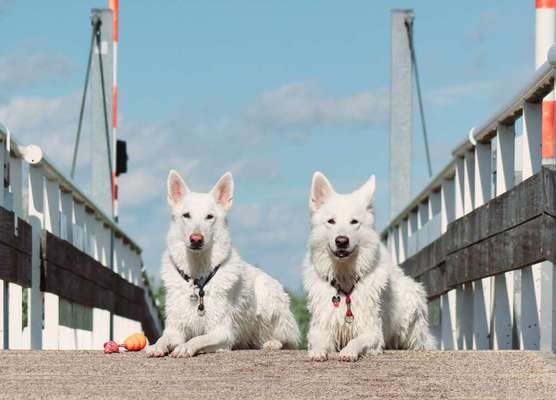 Die Dogorama Wochen Challenge: “Dein Hund im Urlaub”-Beitrag-Bild