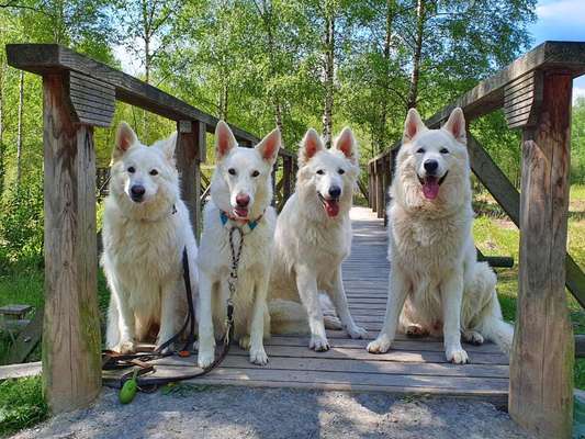 Weißer Schweizer Schäferhund-Beitrag-Bild