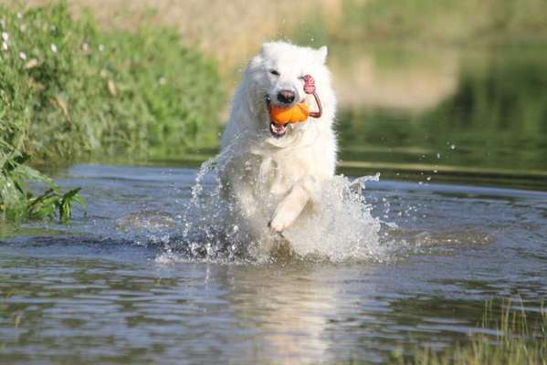 43. Fotochallenge-Zeigt mir eure Ball oder Frisbee verrueckten Hunde-Beitrag-Bild