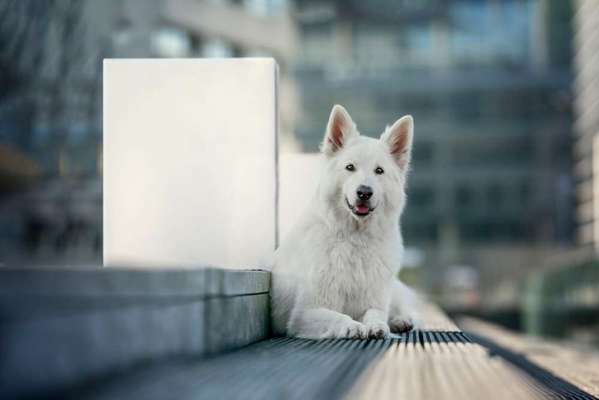 Foto's und Hundemodels-Beitrag-Bild