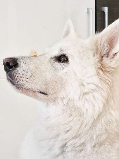 Fotochallenge Nr. 102: Futter balancieren-Beitrag-Bild